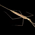 Light Brown Stick Insect With Slender Body And Long Legs On Black Background