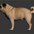Tan Colored Pug Dog Standing On Dark Background With Shiny Floor 3d model