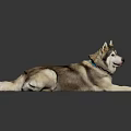 Siberian Husky Dog Lying on Black Surface With Reflective Background and Brown White Coat