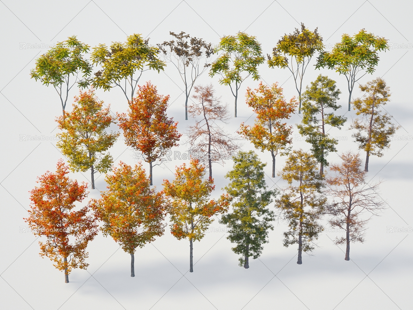 Modern Tree Maple Tree Luan Tree Metasequoia Color Tree Plant Tree Maple Tree Luan Tree Metasequoia Color Tree 3d model