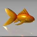 Golden Orange Goldfish With Large Tail On Smooth Surface And Reflection 3d model