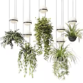 Trailing Green Hanging Basket Plants With Lush Foliage And Hanging Pendant Lights