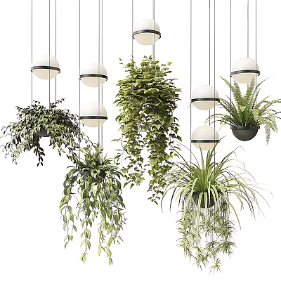 Trailing Green Hanging Basket Plants With Lush Foliage And Hanging Pendant Lights 3d model