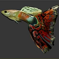 Colorful Guppy Fish With Vibrant Red Green Yellow Fins And Beautiful Patterned Tail