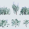 Collection of Various Green Plants Featuring Different Leaf Shapes Heights and Purple Flowers