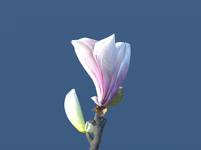 Pink and White Magnolia Blossom with Unopened Bud on Branch Against Blue Background 3d model