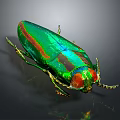 Vibrant Metallic Green And Red Beetle With Shiny Carapace And Reflection