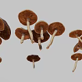 Multiple Brown Mushrooms Displaying Various Sizes And Natural Cap Stem Structures 3d model