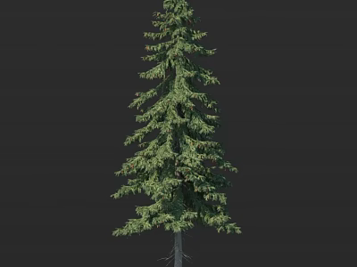 Tall Evergreen Tree with Lush Green Foliage and Full Spreading Branches 3d model