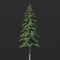 Tall Evergreen Tree with Lush Green Foliage and Full Spreading Branches