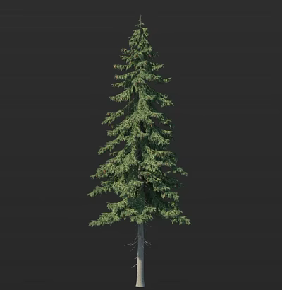 Tall Evergreen Tree with Lush Green Foliage and Full Spreading Branches 3d model