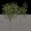 Lush Green Arbor Trees With Brown Trunks And Natural Shadows 3d model