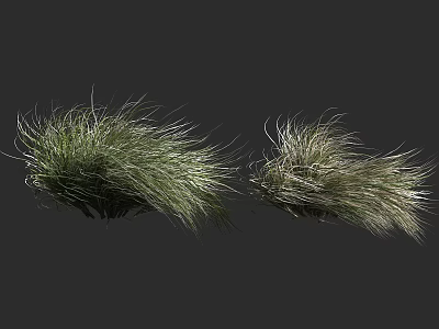 Two Clumps Of Green Grass With Wispy Leaves On Dark Backdrop 3d model