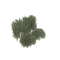 Lush Green Shrubs Featuring Dense Foliage and Vibrant Healthy Leaves in Outdoor Space