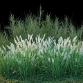 Lush Green Shrubs With White Feathery Plumes In Outdoor Grass Garden Landscape