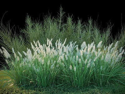 Lush Green Shrubs With White Feathery Plumes In Outdoor Grass Garden Landscape 3d model