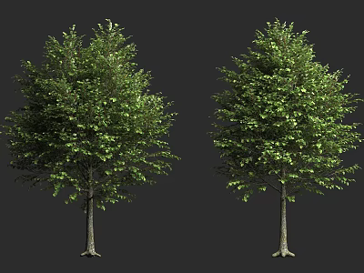 Two Lush Green Leafy Trees With Dense Foliage And Brown Trunks 3d model