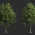 Two Lush Green Leafy Trees With Dense Foliage And Brown Trunks