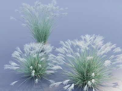 Three Clumps of Ornamental Grasses with White Plumes and Green Foliage Against Light Blue Background 3d model