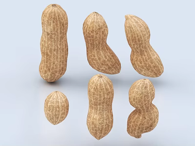 Fresh Natural Peanuts in Different Shapes on Light Blue Background 3d model