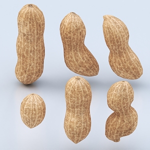 Peanut Food Vegetable Seeds 3d model