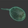 Organic Fresh Whole Beetroot with Long Taproot and Green Sprouts on Dark Background