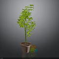 Green Indoor Plant in Brown Pot with Colorful Decorative Balls on Gray Background