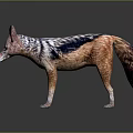 Striped Jackal With Brown And Black Fur Pointed Ears Standing On Dark Background With Reflection