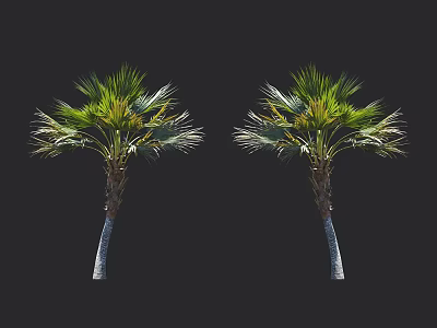 Two Palm Trees With Slender Trunks And Green Feathery Fronds Isolated On Black Background 3d model