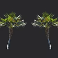 Two Palm Trees With Slender Trunks And Green Feathery Fronds Isolated On Black Background