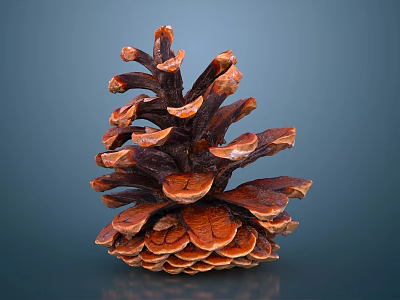 Close Up View Of Brown Pine Cone With Detailed Scales On Blue Background 3d model