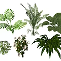 Variety of Bonsai Potted Plants With Green Leaves White Flowers and Different Types