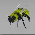 Detailed Green Fuzzy Bee With Black Body Transparent Wings And Blue Eyes