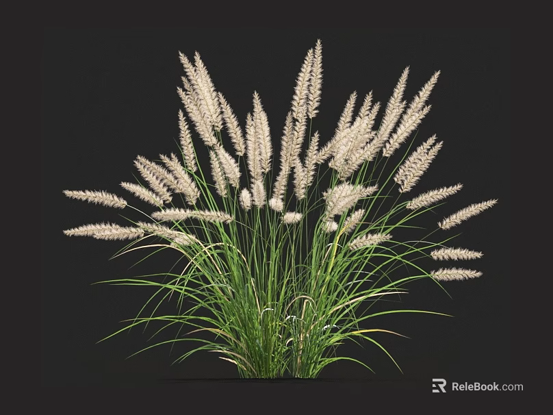 White Spiky Grass Like Plant With Green Slender Leaves Against Black Background 3d model 
