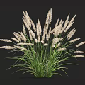 White Spiky Grass Like Plant With Green Slender Leaves Against Black Background