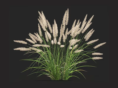 White Spiky Grass Like Plant With Green Slender Leaves Against Black Background 3d model
