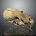 Animal Skull With Residual Hair And Visible Bone Structure On Reflective Background