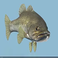 Largemouth Bass Aquatic Animal With Green Yellow Body And Distinct Fins On Blue Background