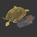 Modern turtle skeleton 3d model