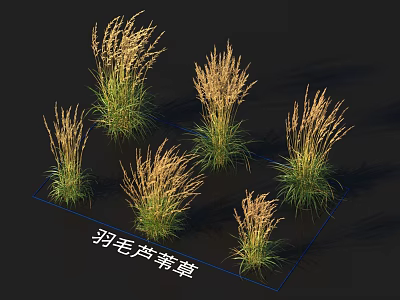 Multiple Feather Reed Grass Clumps with Green Stems and Golden Plumes Against Dark Background 3d model