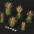 Multiple Feather Reed Grass Clumps with Green Stems and Golden Plumes Against Dark Background