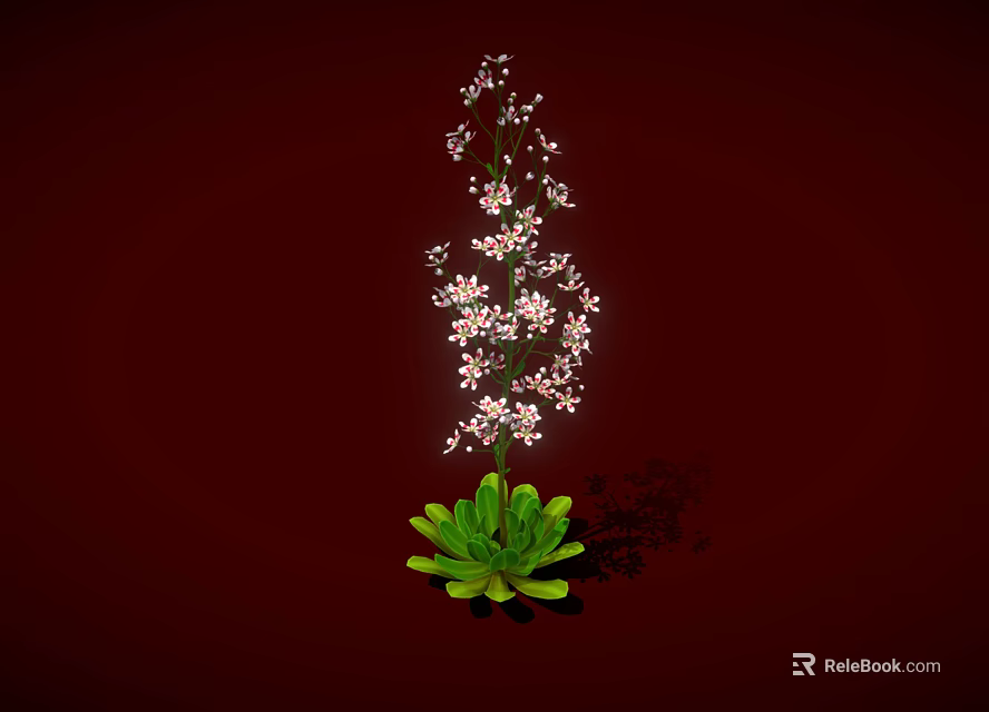 Tall Plant With Green Leaves Slender Stems And Small White Flowers On Red Background 3d model 