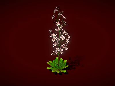 Tall Plant With Green Leaves Slender Stems And Small White Flowers On Red Background 3d model
