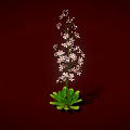 Tall Plant With Green Leaves Slender Stems And Small White Flowers On Red Background