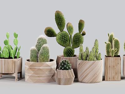 Various Cactus Plants In Decorative Wooden And Woven Texture Pots For Indoor Decoration 3d model