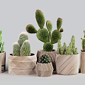 Various Cactus Plants In Decorative Wooden And Woven Texture Pots For Indoor Decoration