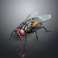 Detailed Close Up of Fly With Red Eyes Black Body and Transparent Wings