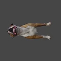 Brown And White Dog Standing With Open Mouth And Tongue Out Against Gray Background