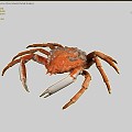 Modern King Crab 3d model