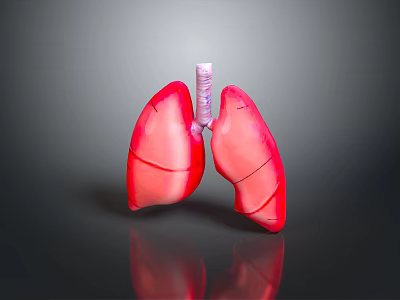Detailed Human Chest Organs 3D Rendered Lungs With Trachea Anatomical Structure 3d model